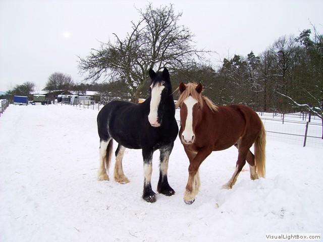 mausi-argos_im_schnee
